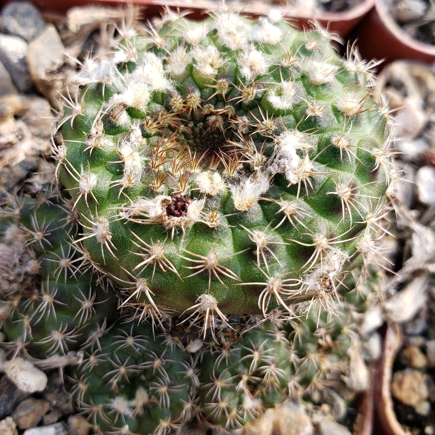 Frailea grahliana