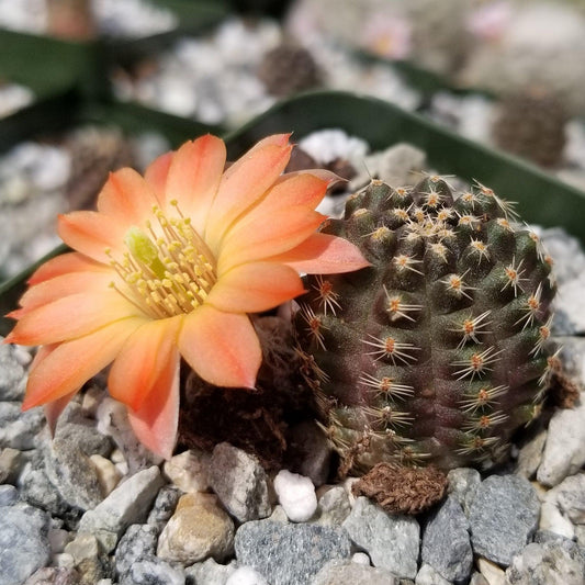 Mediolobivia Tropaolipicta