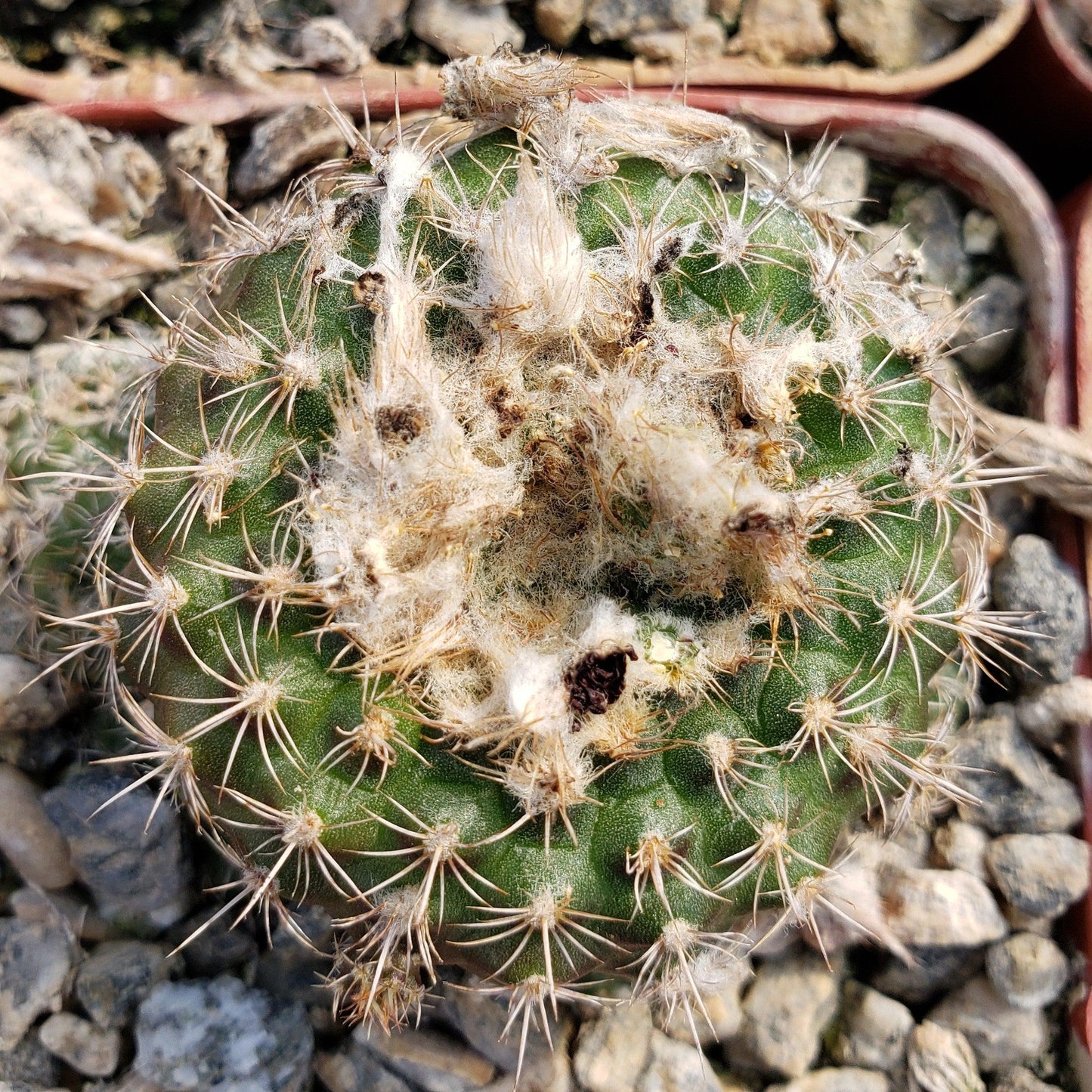 Frailea grahliana