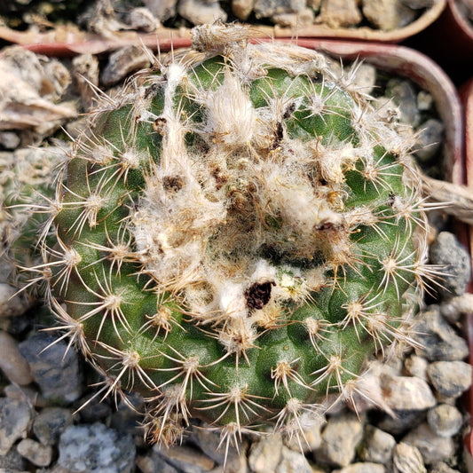 Frailea grahliana