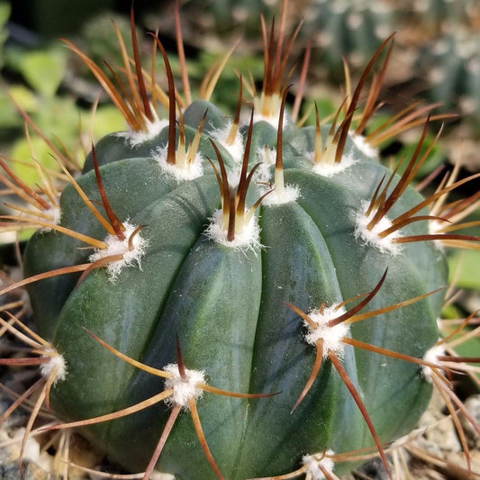 Melocactus levitestatus warasii