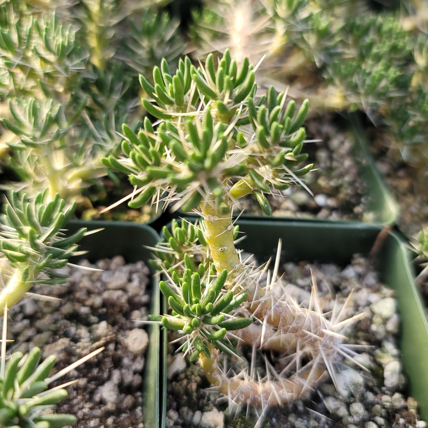 Maihuenia poeppigii