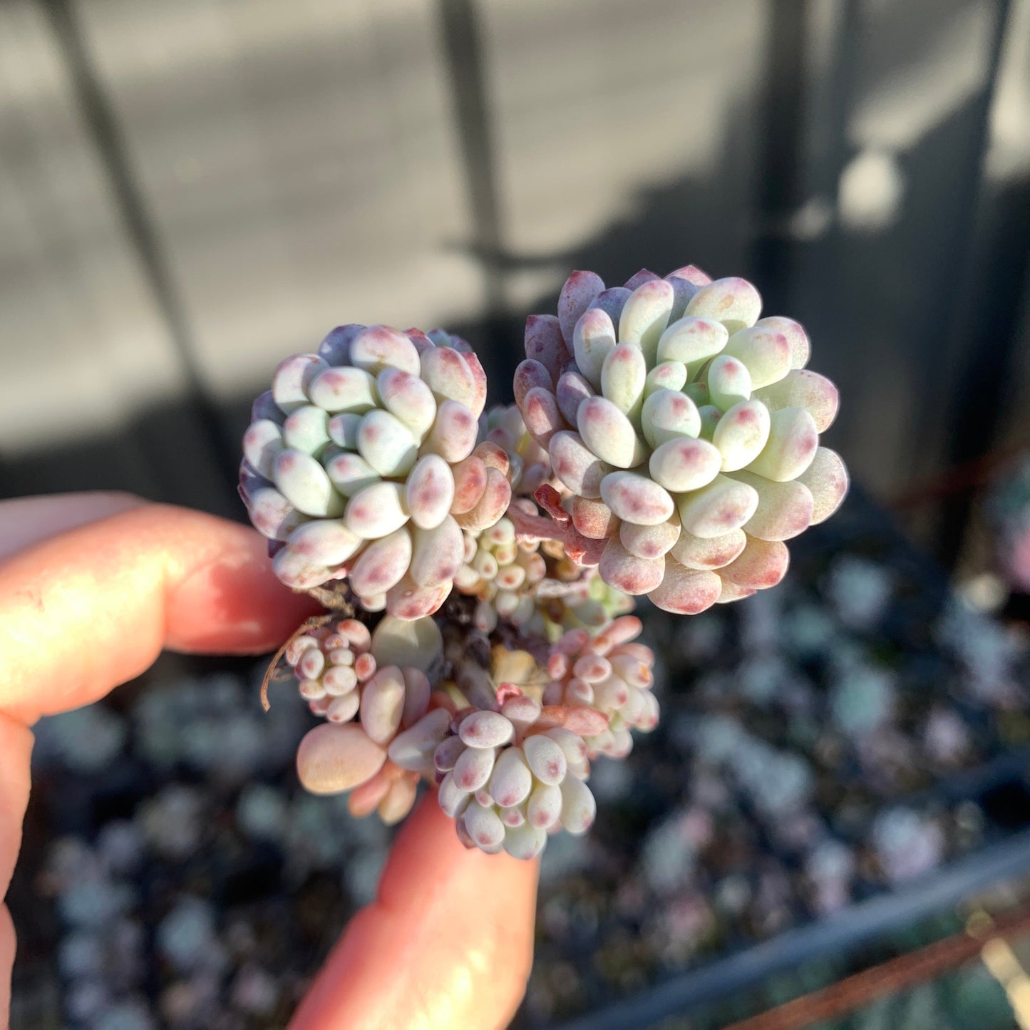 Graptopetalum pachyphyllum Bluebean 蓝豆