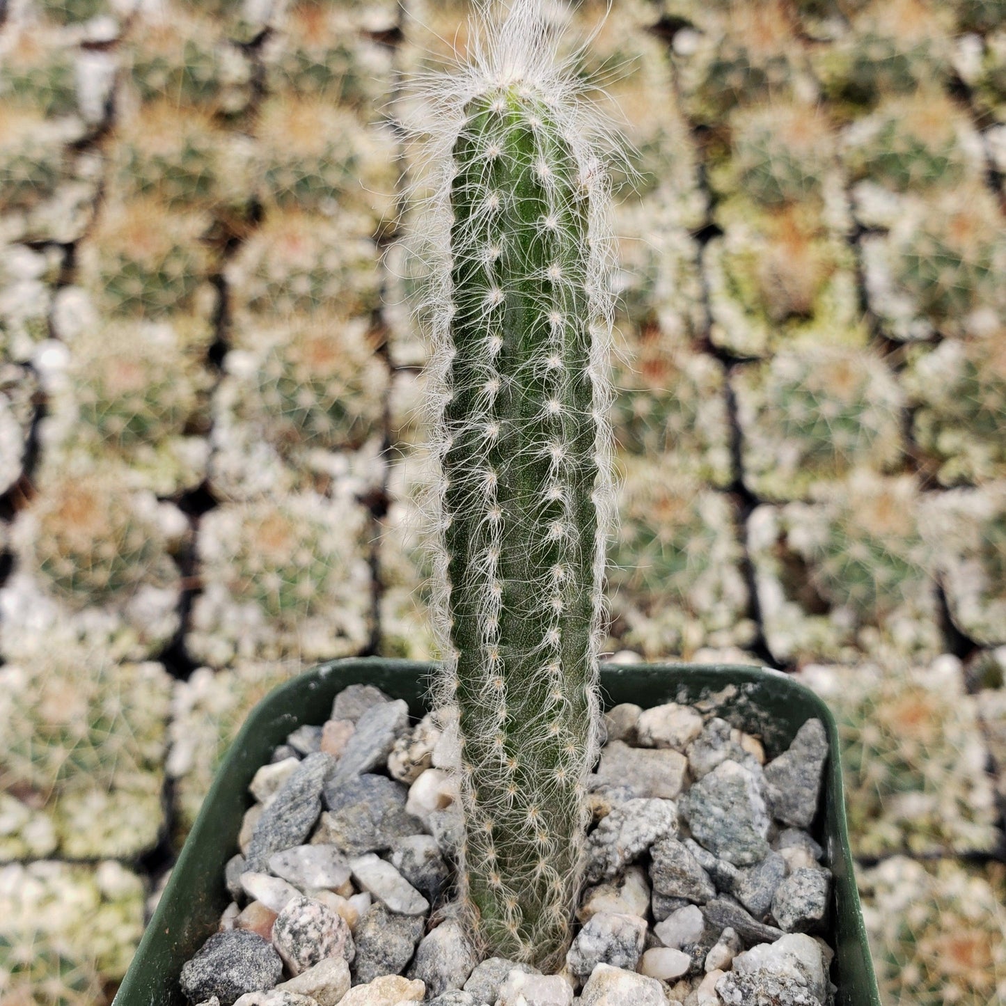 Wilcoxia schmollii