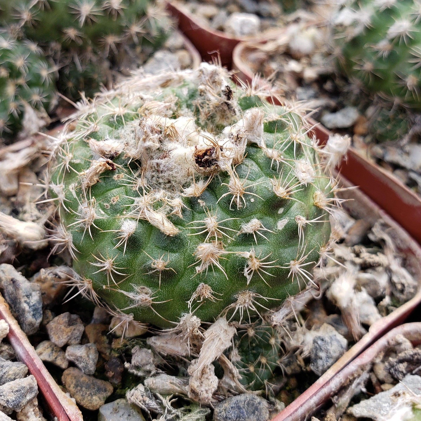 Frailea grahliana