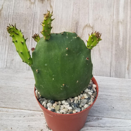 Opuntia ellisian 'Spineless Prickly Pear'