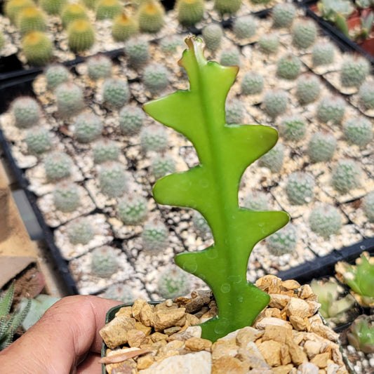 Fishbone Cactus ‘Selenicereus anthonyanus’ - Ric Rac Cactus