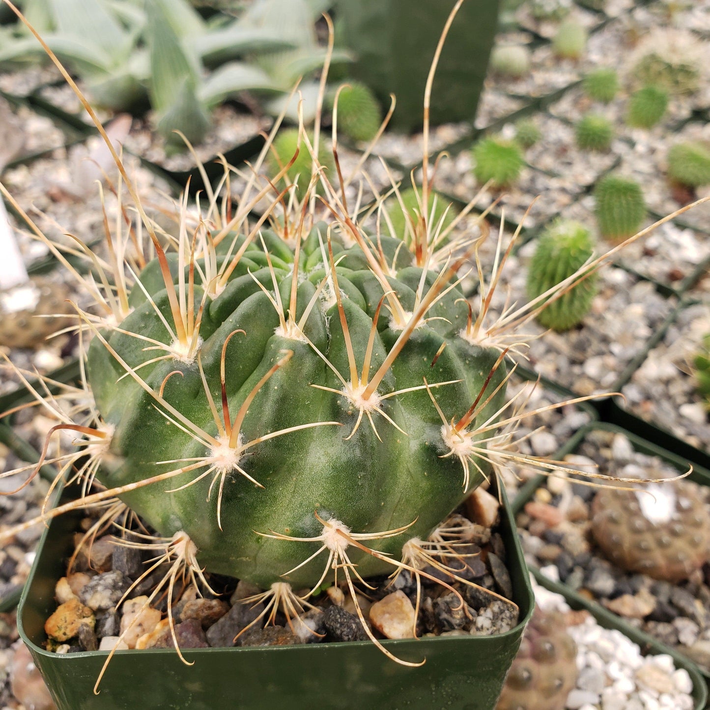 Lobivia longispina