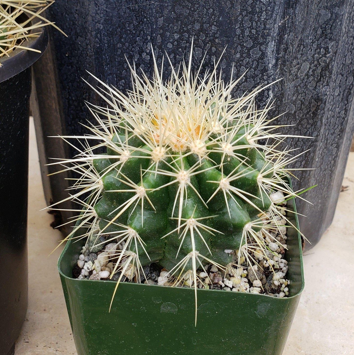 Golden Barrel Cactus - Echinocactus grusonii
