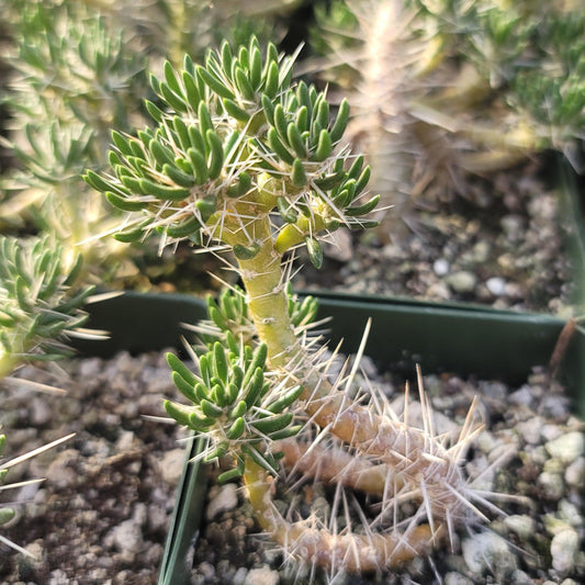Maihuenia poeppigii