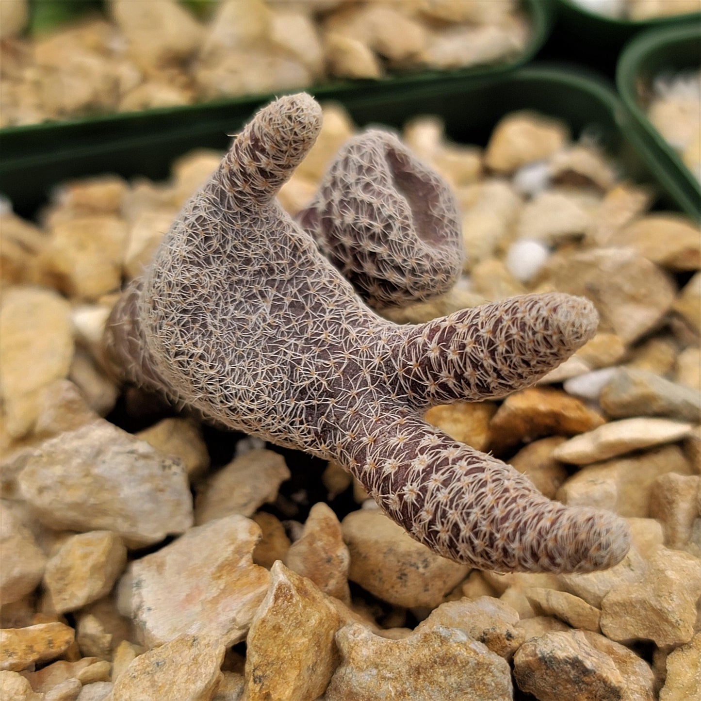 Puna clavarioides (Maihueniopsis clavarioides)