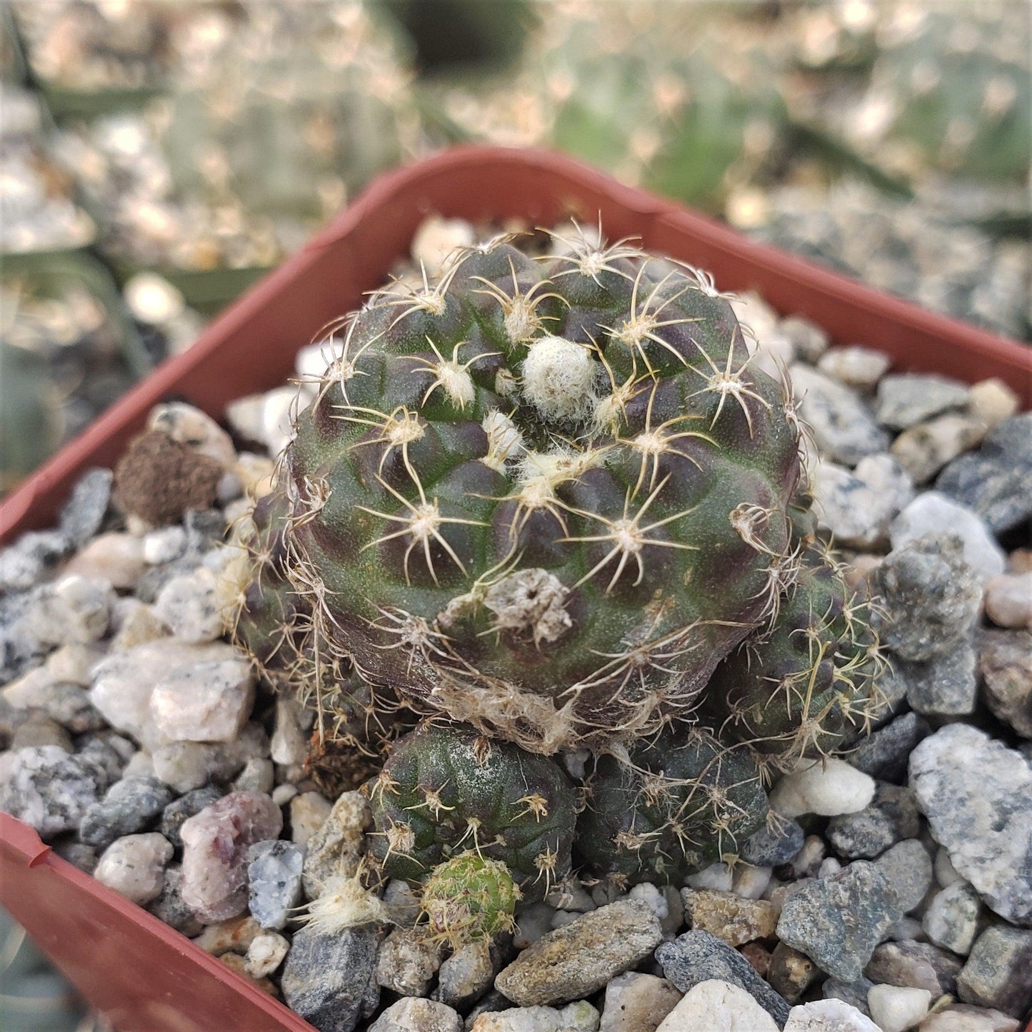 Frailea buenekeri