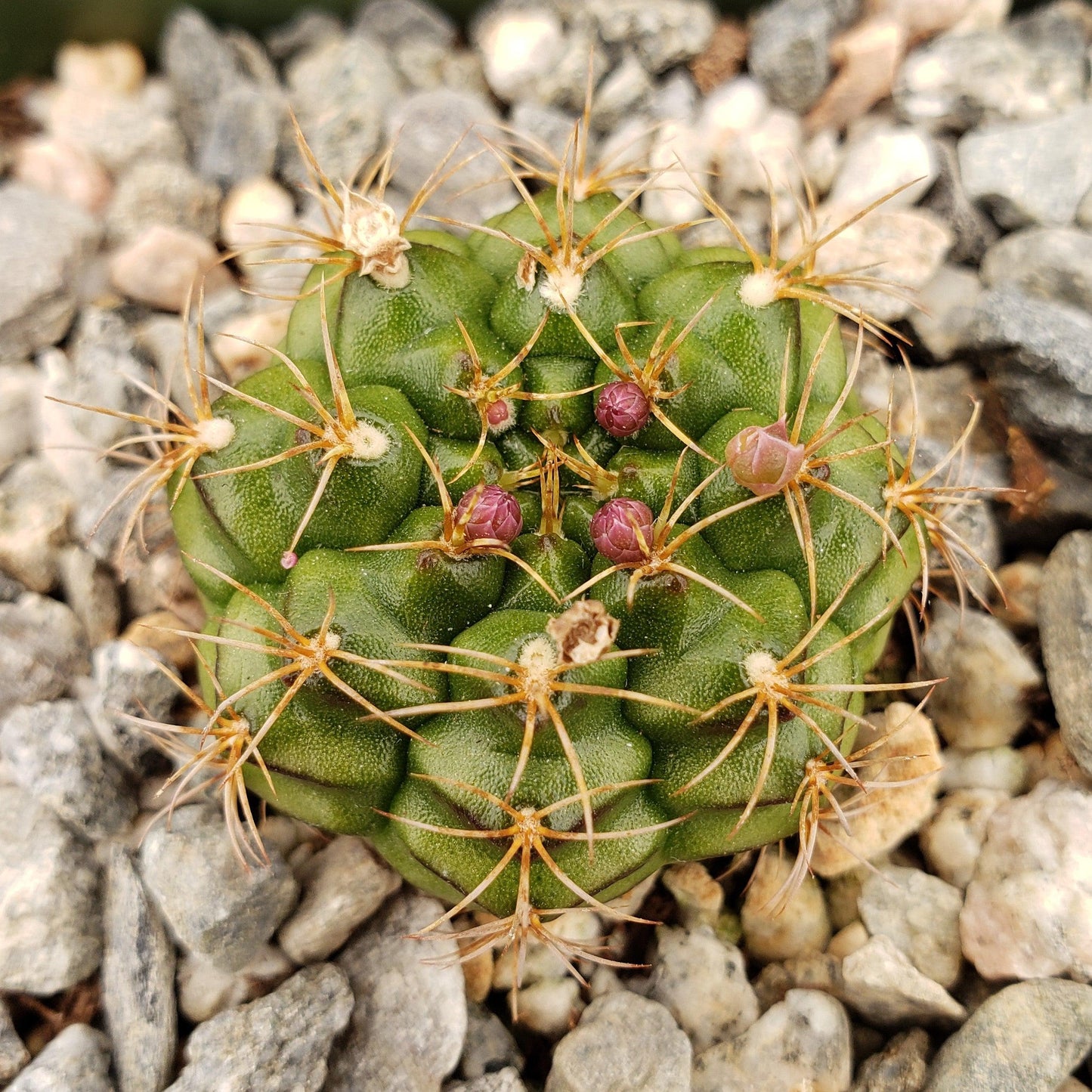 Gymnocalycium damsii robores