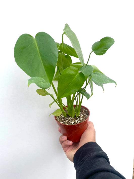 Monstera Deliciosa House Plant