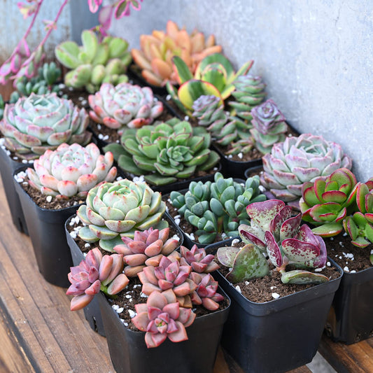Succulent plant combination set 15pcs