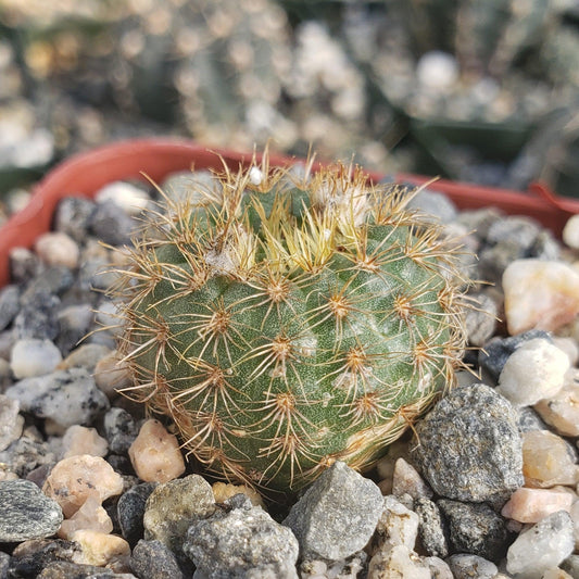 Frailea heliosa