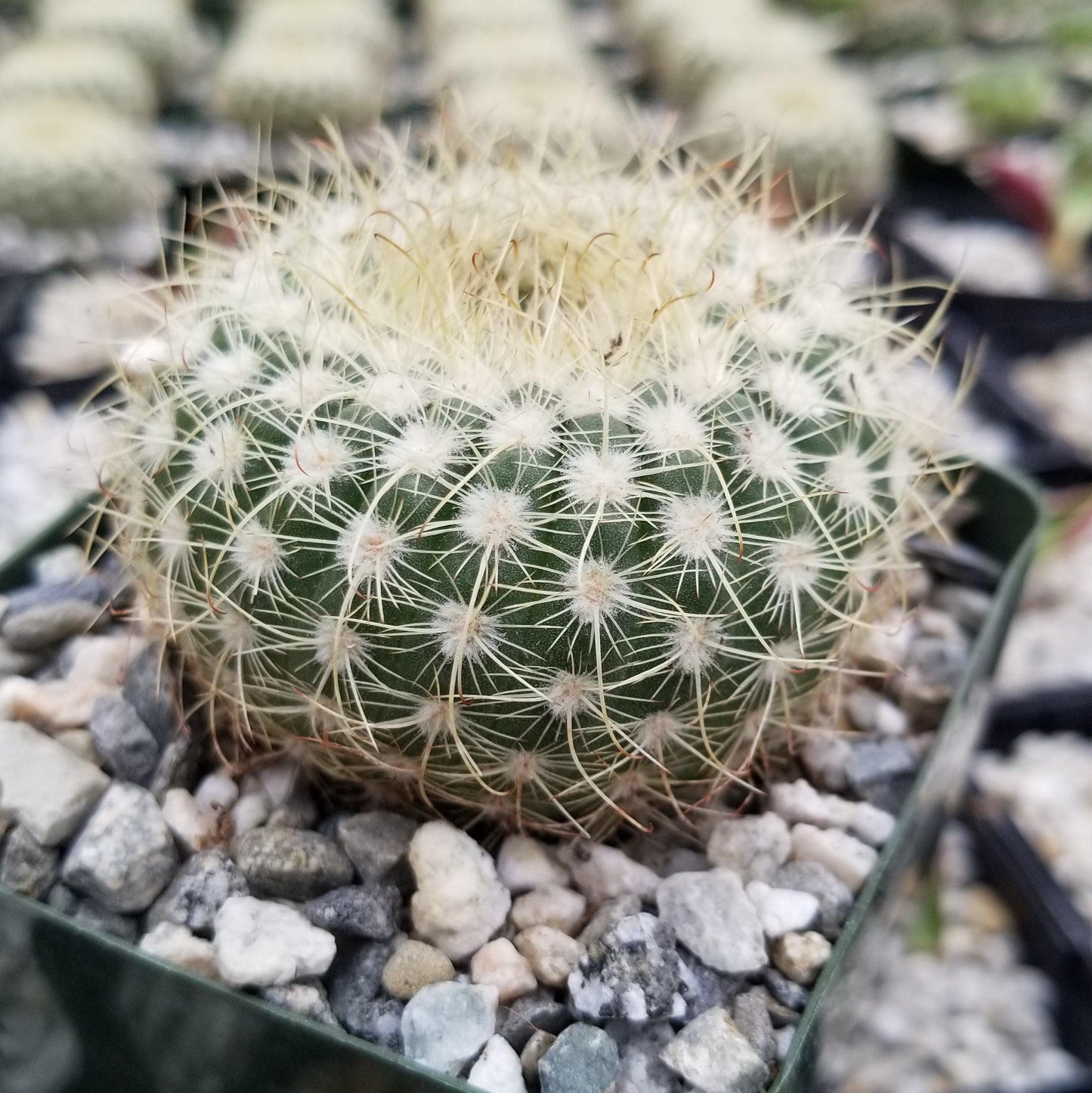 Notocactus apricus