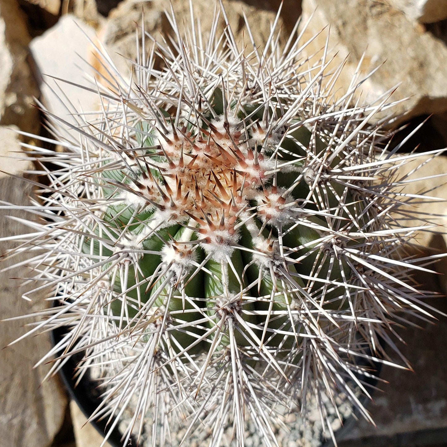 Cardon Cactus 'Pachycereus pringlei'