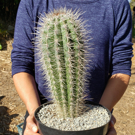 Cardon Cactus 'Pachycereus pringlei'