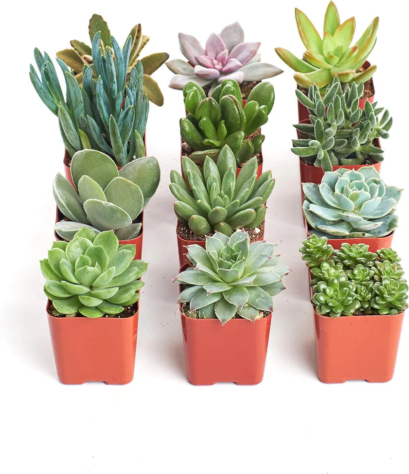 Succulent plant combination set 12pcs