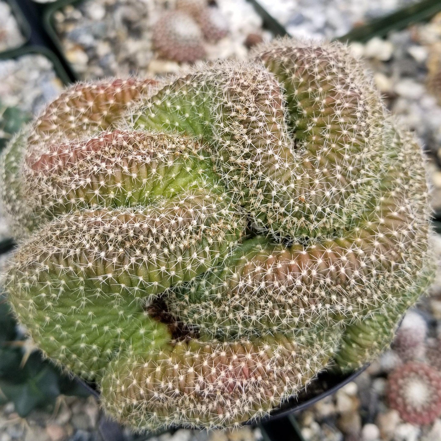 Lobivia or Echinopsis flambeau cristata