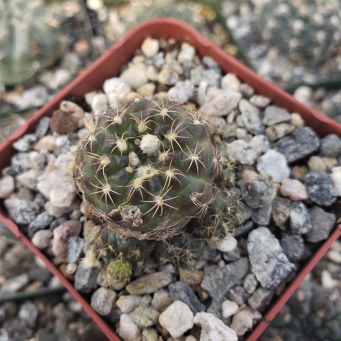 Frailea buenekeri