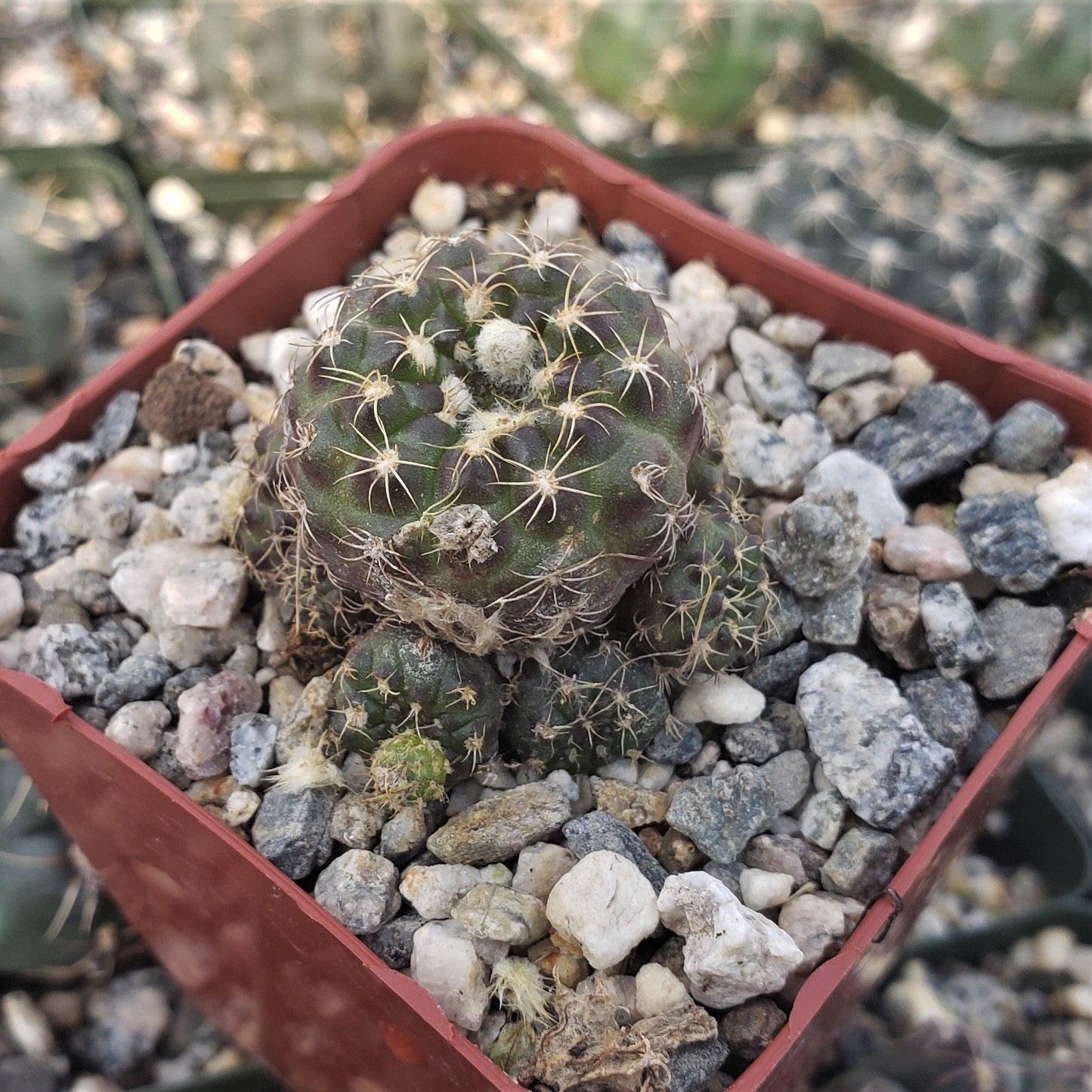 Frailea buenekeri