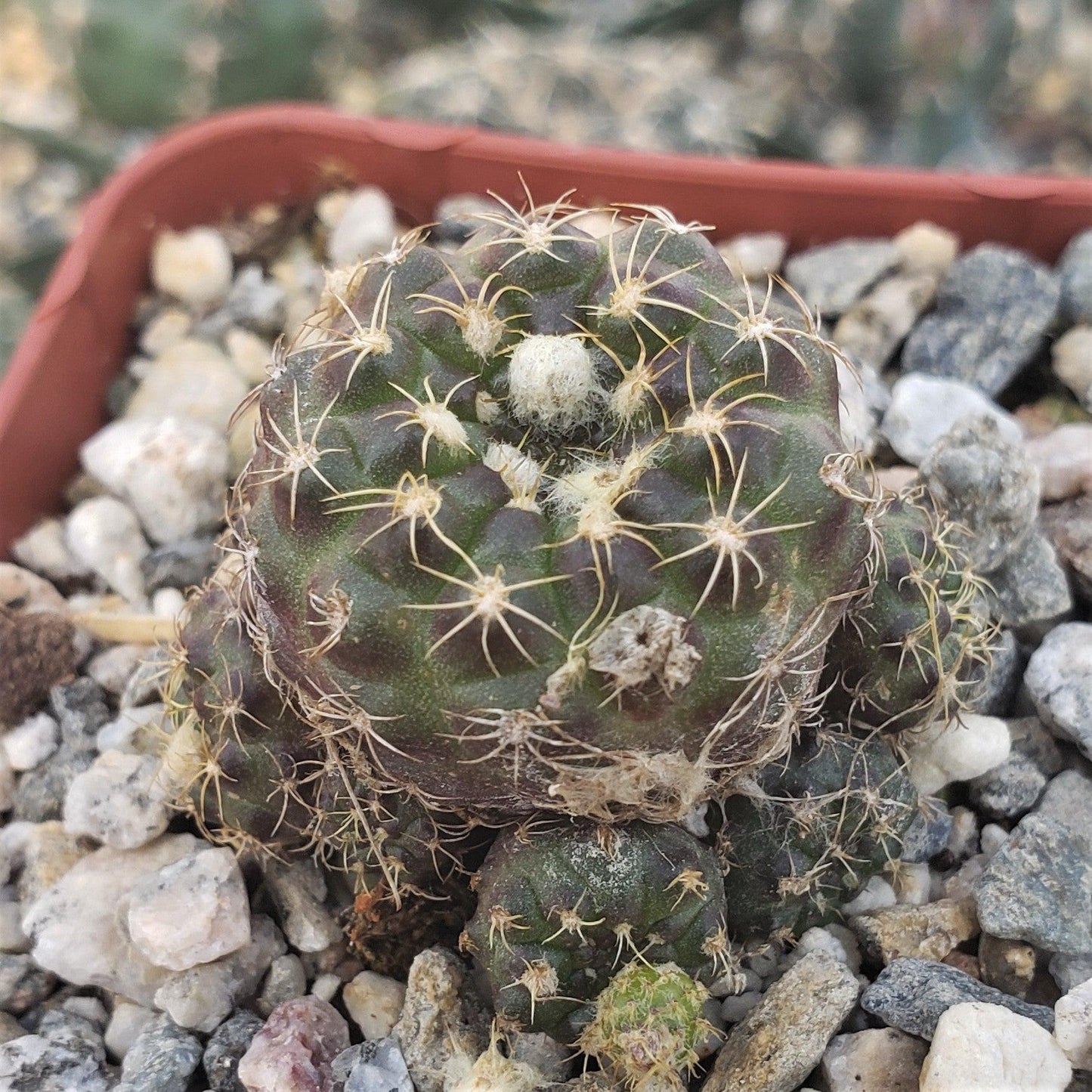 Frailea buenekeri