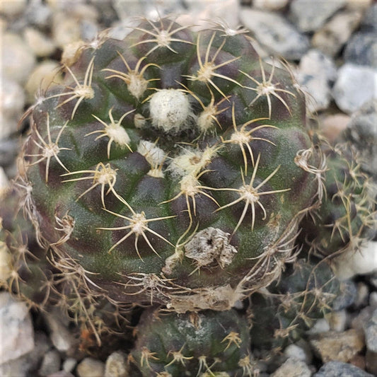 Frailea buenekeri