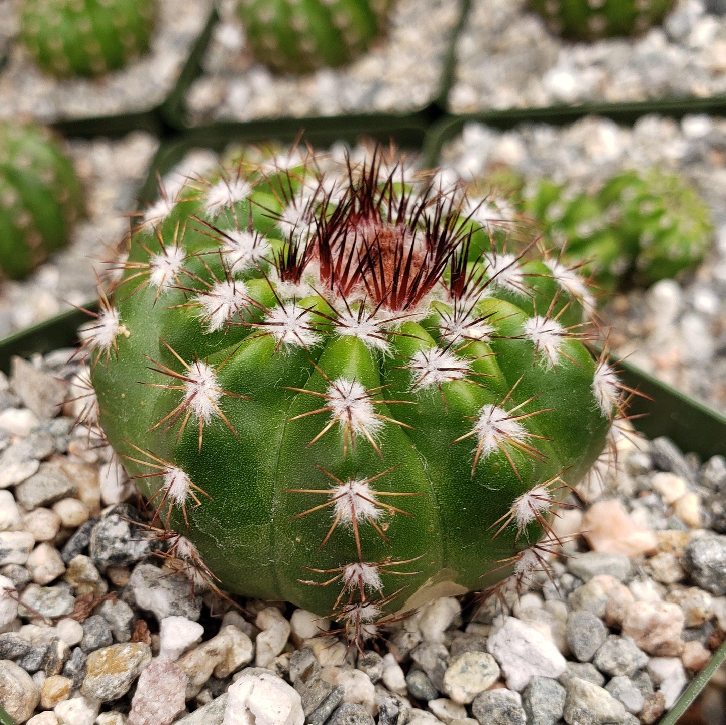 Notocactus carambeiensis