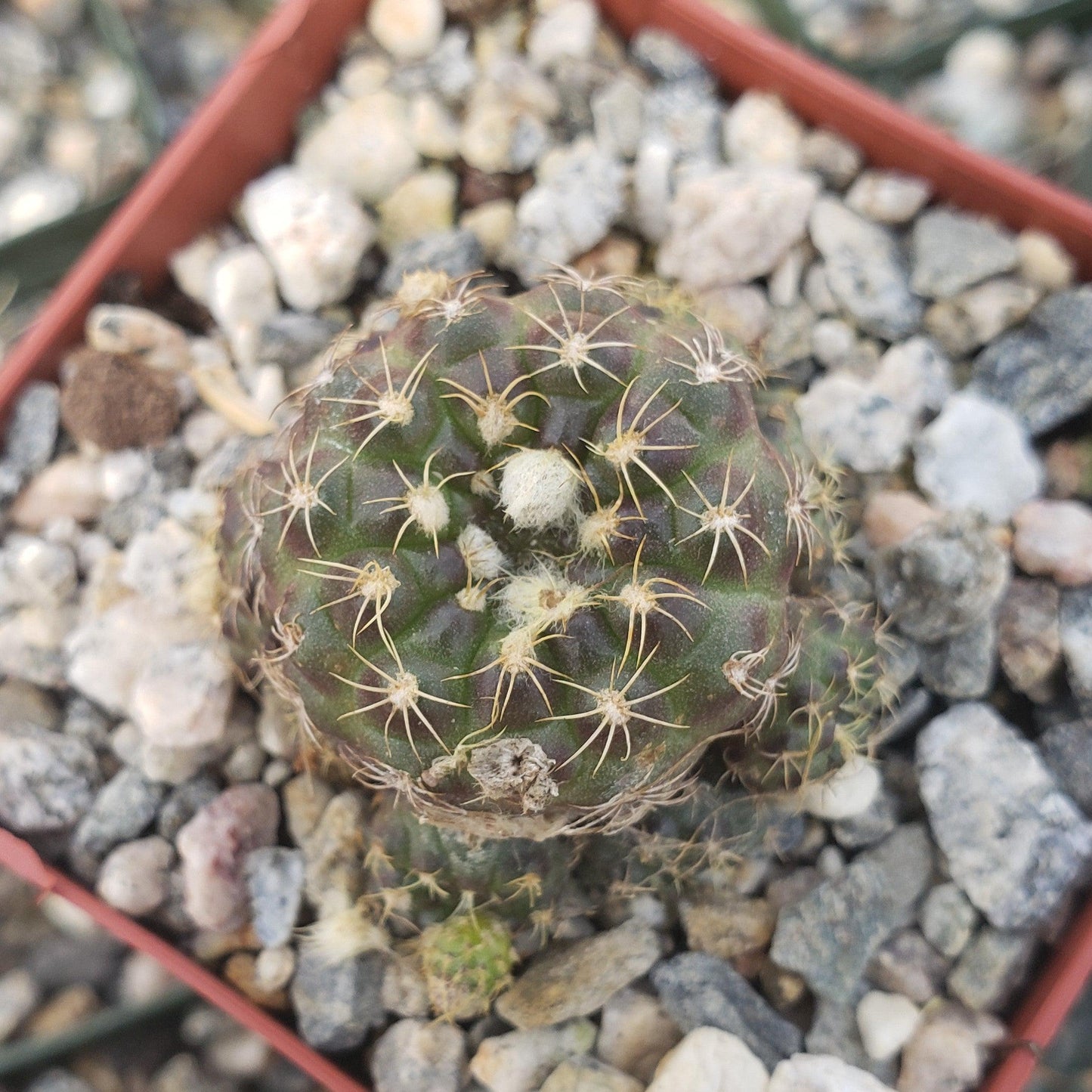Frailea buenekeri
