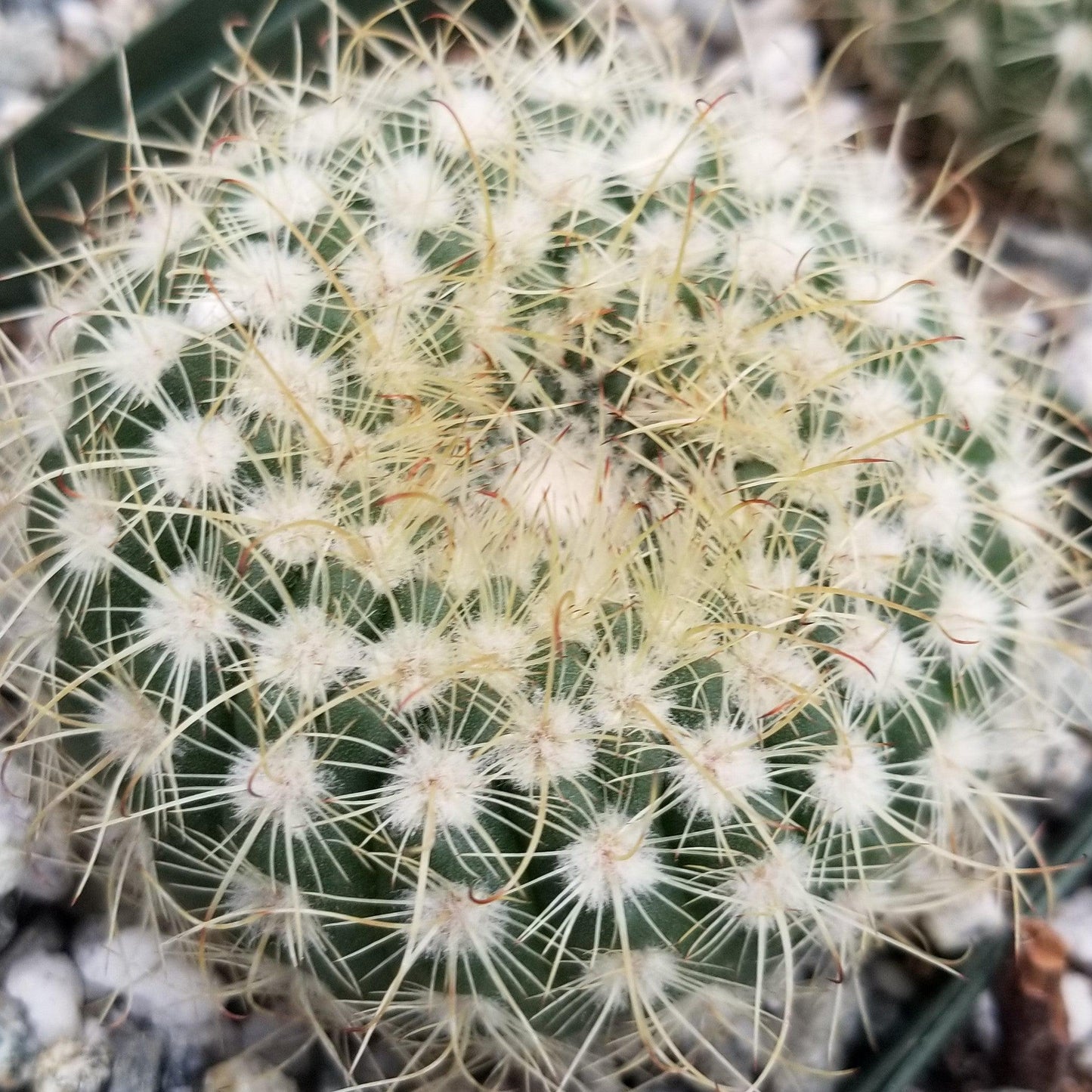 Notocactus apricus