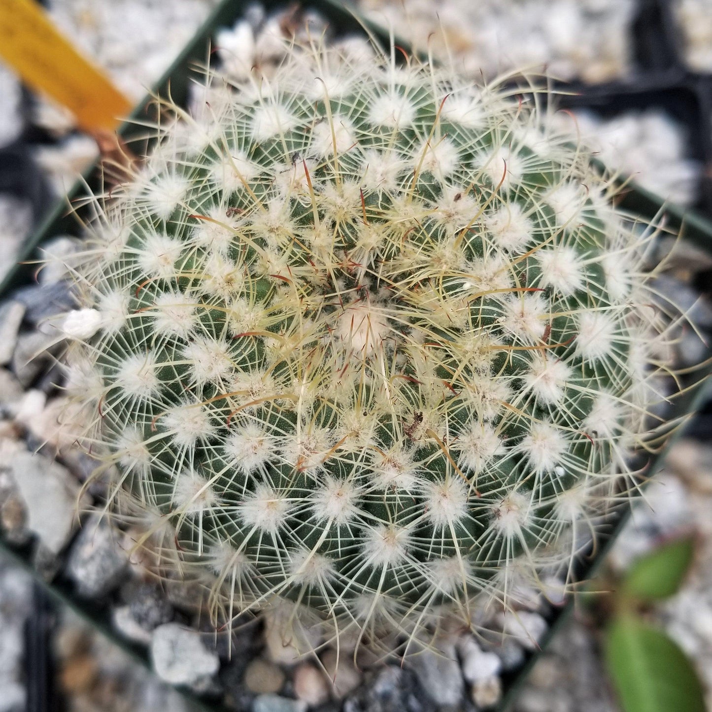 Notocactus apricus