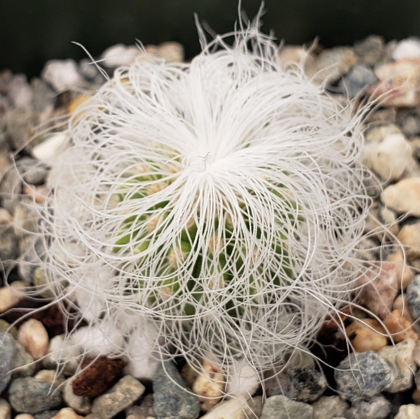 Old Man Cactus 'Cephalocereus senilis'