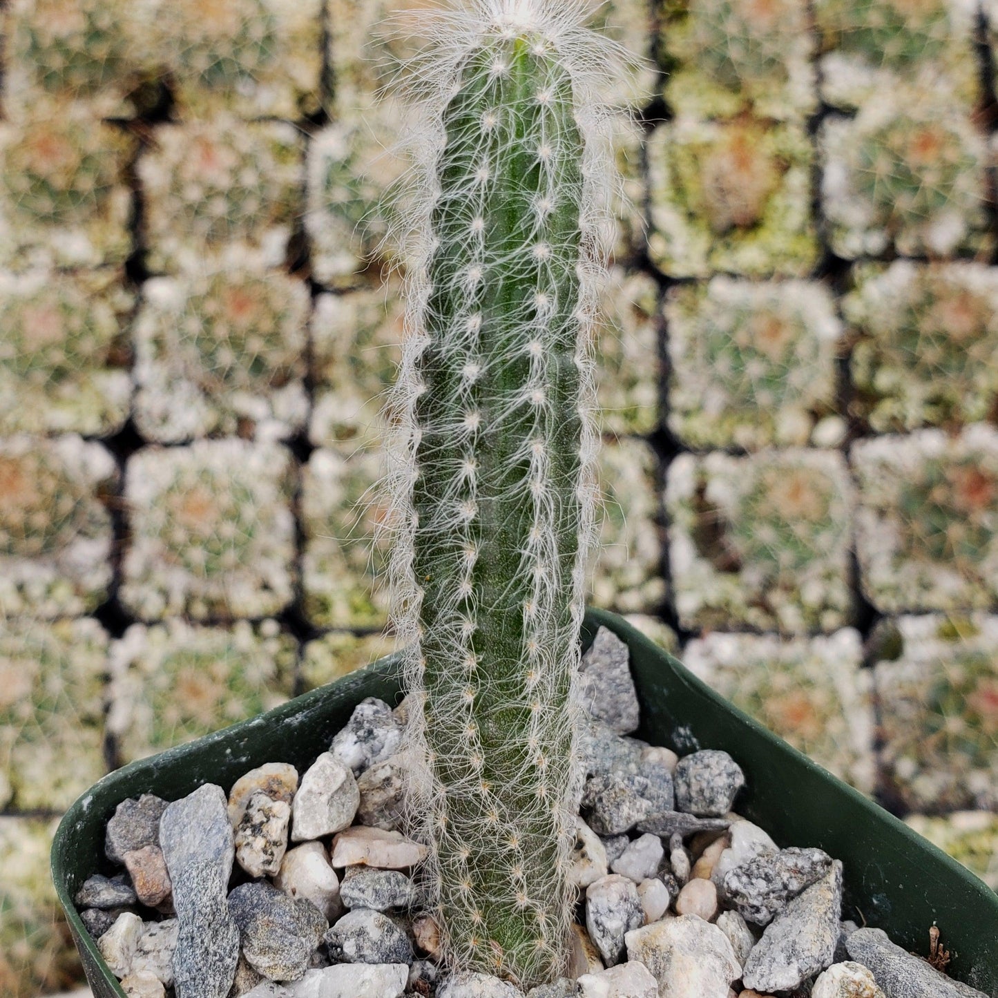 Wilcoxia schmollii
