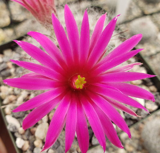Mammillaria guelzowiana