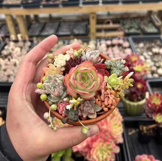 A variety of mini succulents