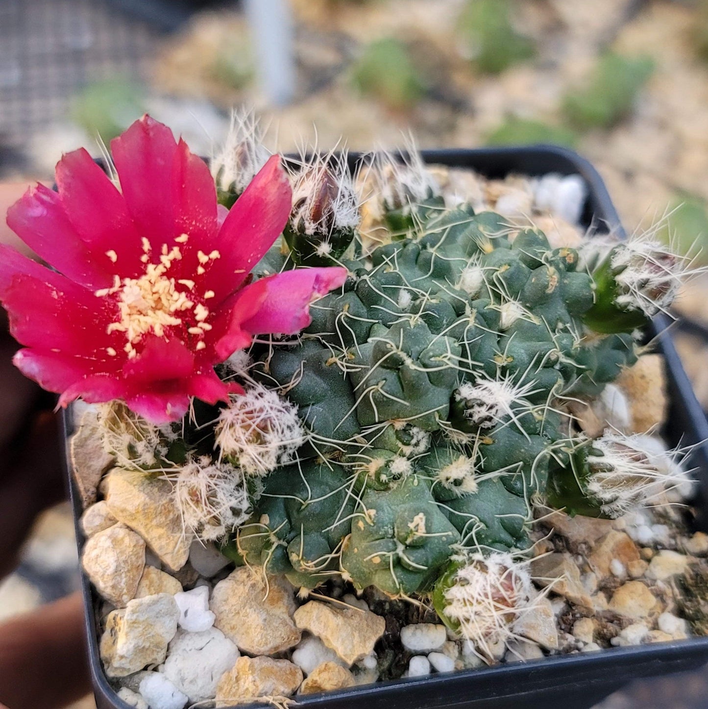 Puna subterranea 'incahuasi'