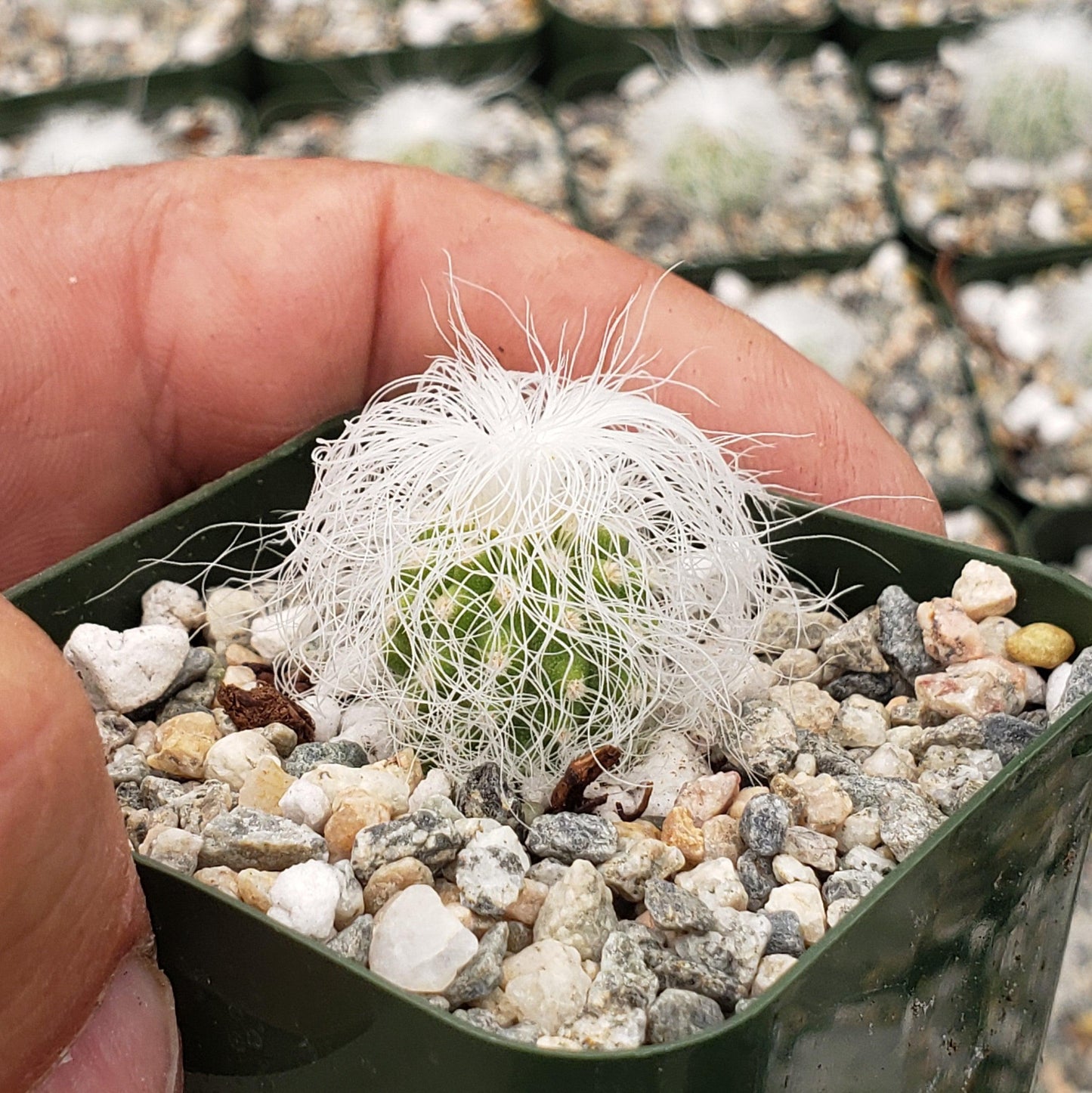Old Man Cactus 'Cephalocereus senilis'