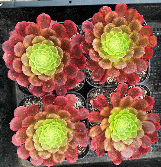 Aeonium fiesta