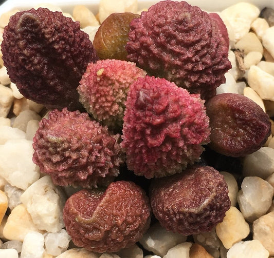 Adromischus marianiae 'Herrei'