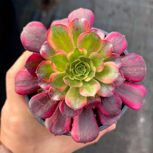 Aeonium Anna