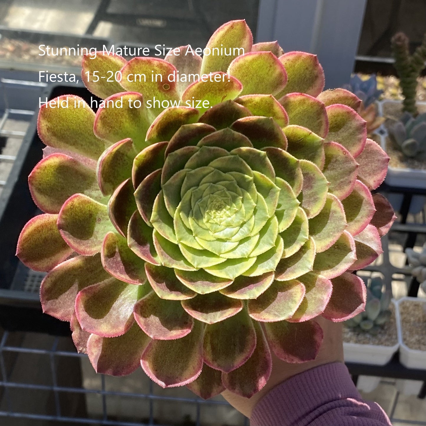 Aeonium fiesta