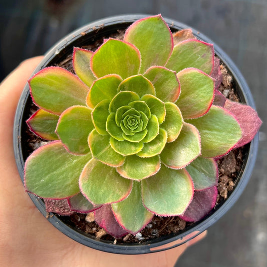 Aeonium Halloween yellow