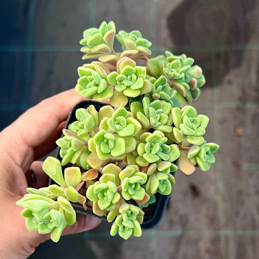 Aichryson bethencourtianum