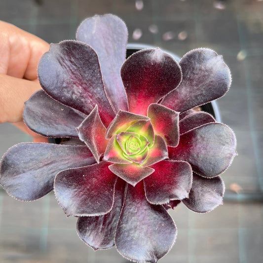 Aeonium 'Kilimanjaro'