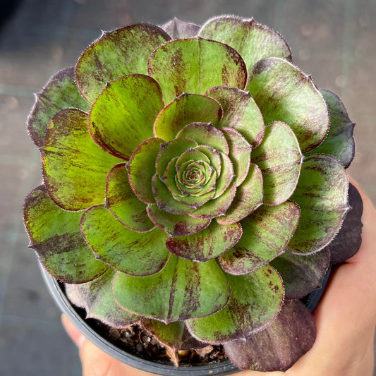 Aeonium Magic Forest