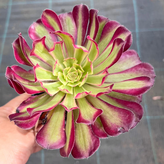 Aeonium Venus