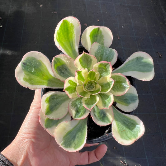 Aeonium Zeus