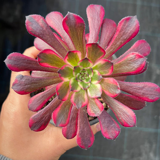 Aeonium Red Kingkong